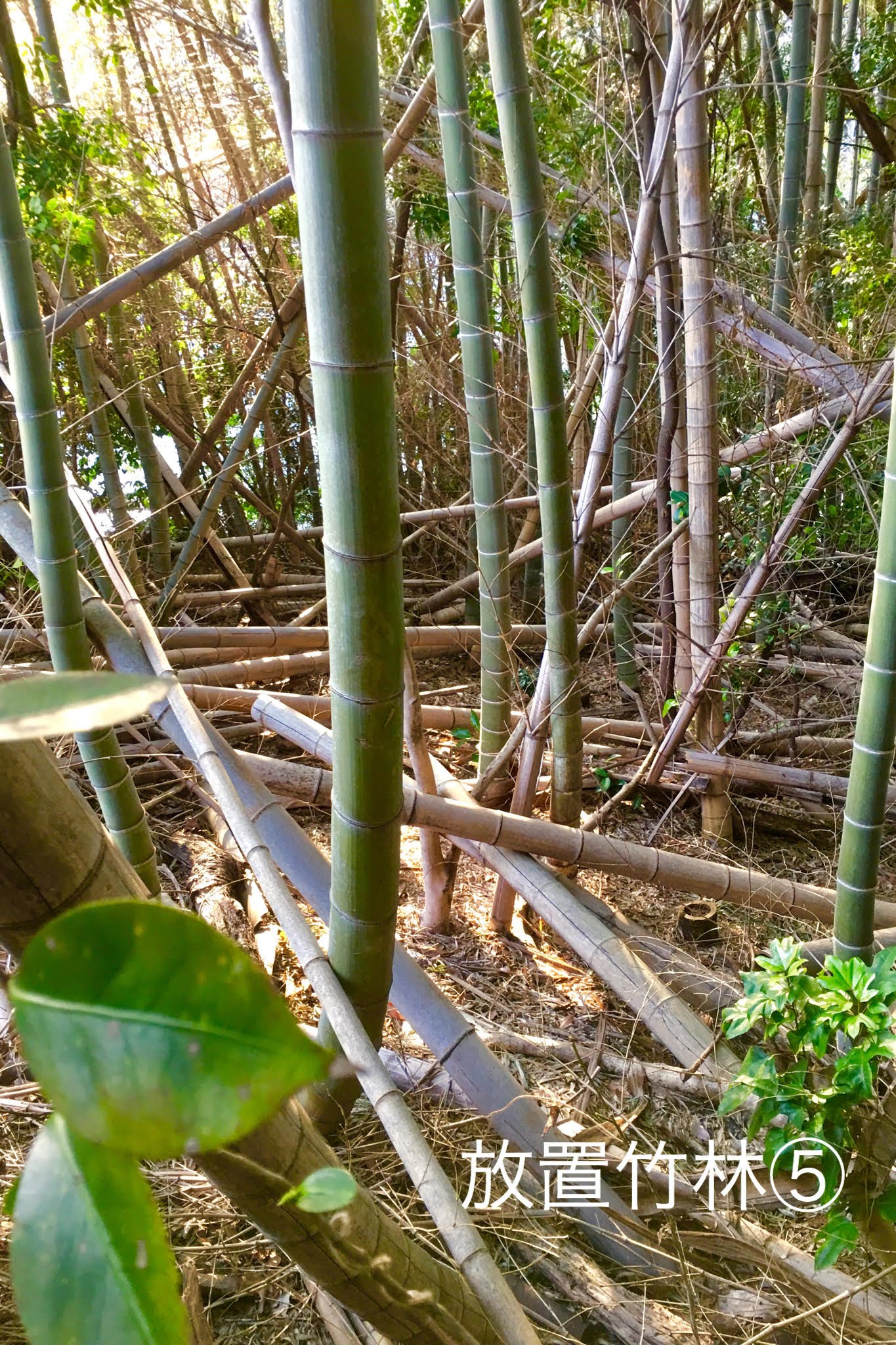 我国的竹文化源远流长，人们把竹子的形态特征总结成做人的精神风貌。 - 知乎